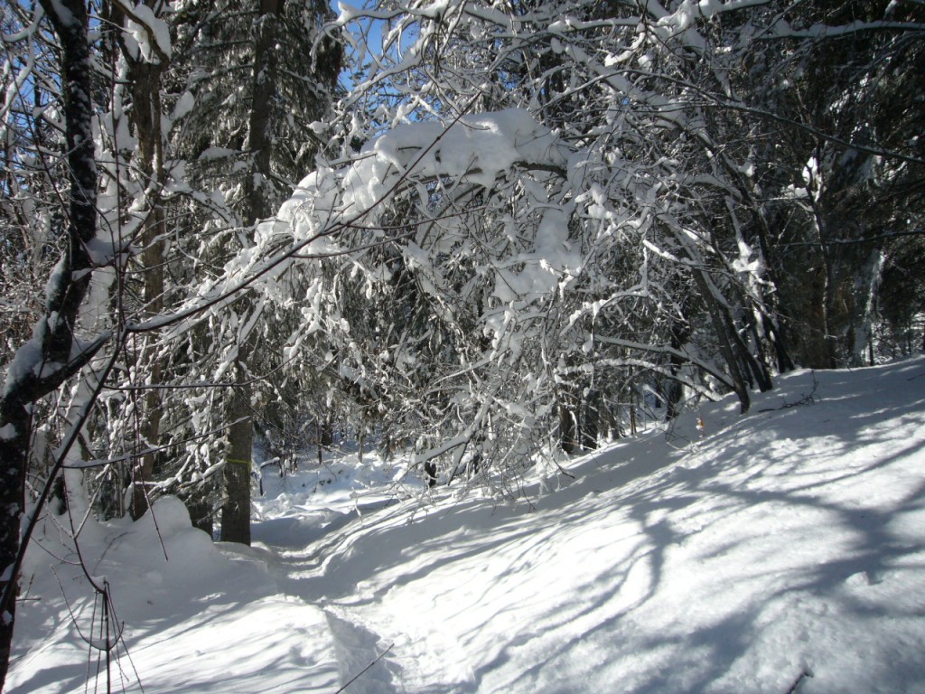 Going into the forest