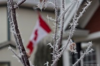 Canadian Hoar Frost