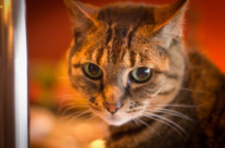 Nearly a Bengal
